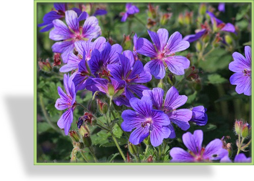 Storchschnabel, Pracht-Storchschnabel, Geranium x magnificum