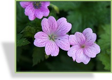 Storchschnabel, Oxford-Storchschnabel, Geranium x oxonianum 'Lady More'
