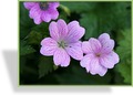 Storchschnabel, Oxford-Storchschnabel, Geranium x oxonianum 'Lady More'