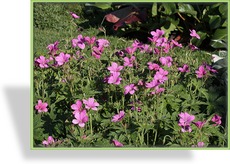 Storchschnabel, Oxford-Storchschnabel, Geranium x oxonianum 'Phoebe Noble'
