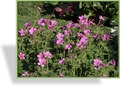 Storchschnabel, Oxford-Storchschnabel, Geranium x oxonianum 'Phoebe Noble'