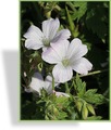 Storchschnabel, Oxford-Storchschnabel, Geranium x oxonianum 'Rohina Moss'