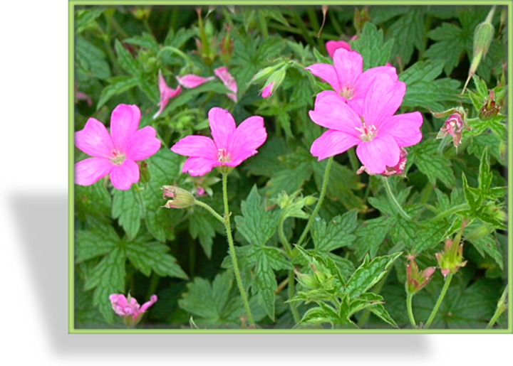 Storchschnabel, Oxford-Storchschnabel, Geranium x oxonianum 'Rose Clair'
