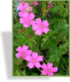 Storchschnabel, Oxford-Storchschnabel, Geranium x oxonianum 'Rosenlicht'