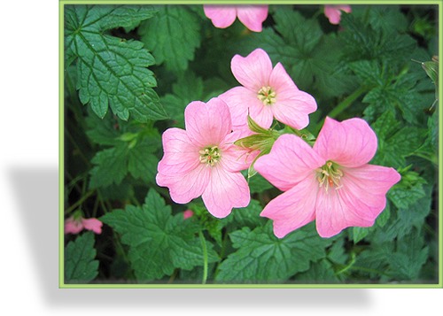 Storchschnabel, Oxford-Storchschnabel, Geranium x oxonianum 'Wargrave Pink'