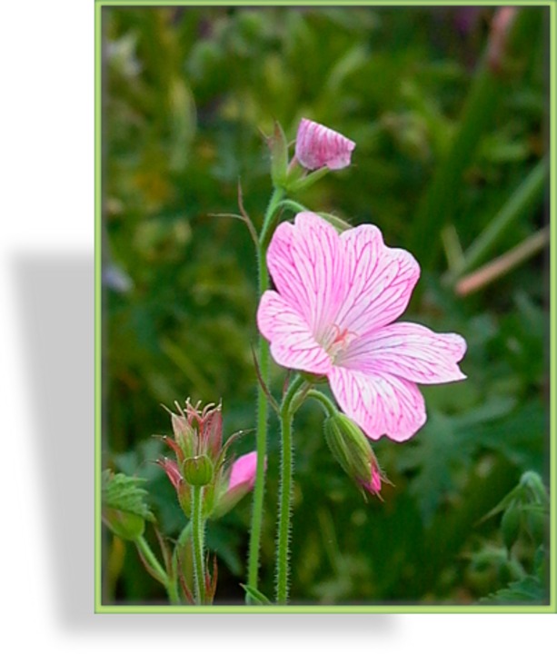 Storchschnabel, Oxford-Storchschnabel, Geranium x oxonianum 'Claridge Druce'