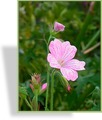 Storchschnabel, Oxford-Storchschnabel, Geranium x oxonianum 'Claridge Druce'