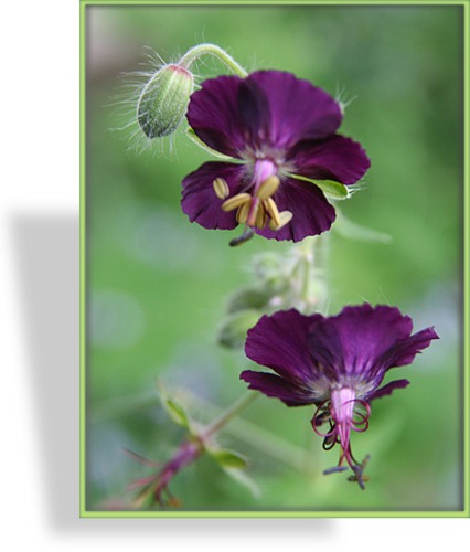 Storchschnabel, Brauner Storchschnabel, Geranium phaeum