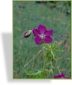 Storchschnabel, Brauner Storchschnabel, Geranium phaeum 'Springtime'