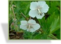 Storchschnabel, Brauner Storchschnabel, Geranium phaeum 'Album'