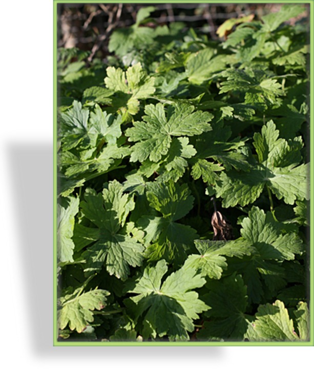 Storchschnabel, Brauner Storchschnabel, Geranium phaeum 'Raven'