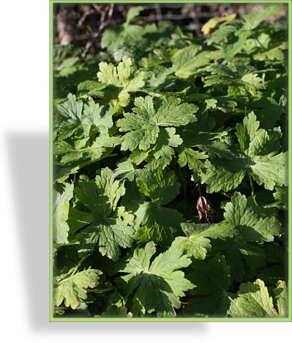 Storchschnabel, Brauner Storchschnabel, Geranium phaeum 'Raven'