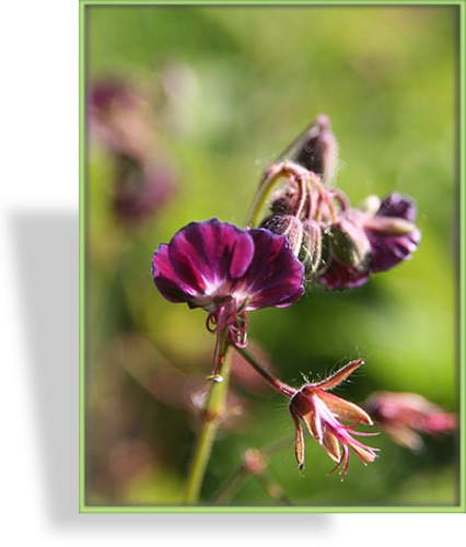 Storchschnabel, Brauner Storchschnabel, Geranium phaeum 'Samobor'