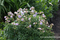 Storchschnabel, Gefüllter Wiesen-Storchschnabel, Geranium pratense 'Summer Skies'