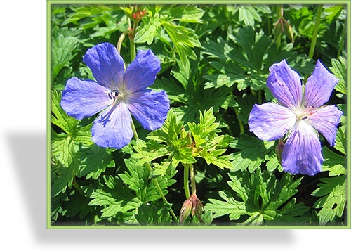 Storchschnabel, Wiesen-Storchschnabel, Geranium pratense 'Johnsons Blue'