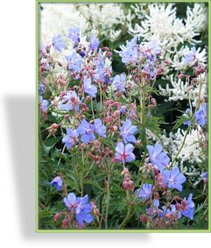 Storchschnabel, Wiesen-Storchschnabel, Geranium pratense