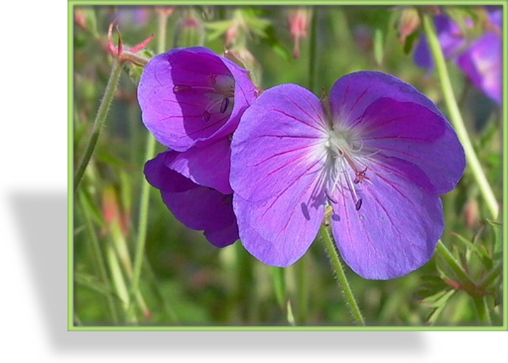 Storchschnabel, Wiesen-Storchschnabel, Geranium pratense 'Brookside'