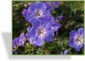 Storchschnabel, Wiesen-Storchschnabel, Geranium pratense 'Rozanne'