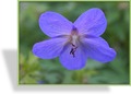 Storchschnabel, Wiesen-Storchschnabel, Geranium pratense 'Spinners'