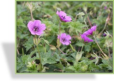 Storchschnabel, Wiesen-Storchschnabel, Geranium pratense 'Pink Penny'