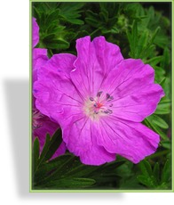Storchschnabel, Blut-Storchschnabel, Geranium sanguineum