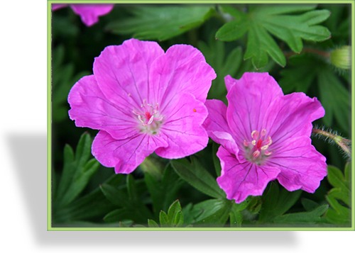 Storchschnabel, Blut-Storchschnabel, Geranium sanguineum 'Ankums Pride'