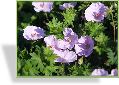 Storchschnabel, Blut-Storchschnabel, Geranium sanguineum 'Apfelblüte'