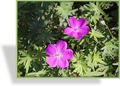 Storchschnabel, Blut-Storchschnabel, Geranium sanguineum 'Max Frei'