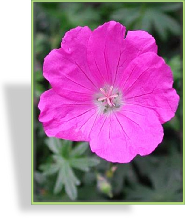 Storchschnabel, Blut-Storchschnabel, Geranium sanguineum 'Tiny Monster'