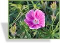 Storchschnabel, Blut-Storchschnabel, Geranium sanguineum 'Elke'