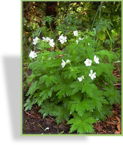 Storchschnabel, Wald-Storchschnabel, Geranium sylvaticum 'Album'