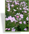 Storchschnabel, Wald-Storchschnabel, Geranium sylvaticum 'Bakers Pink'