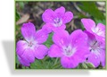 Storchschnabel, Wald-Storchschnabel, Geranium sylvaticum 'Mayflower'
