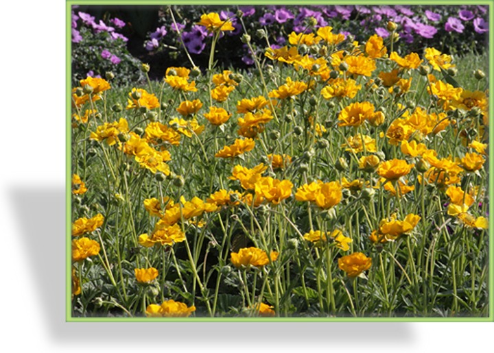 Nelkenwurz, Geum x balcanum