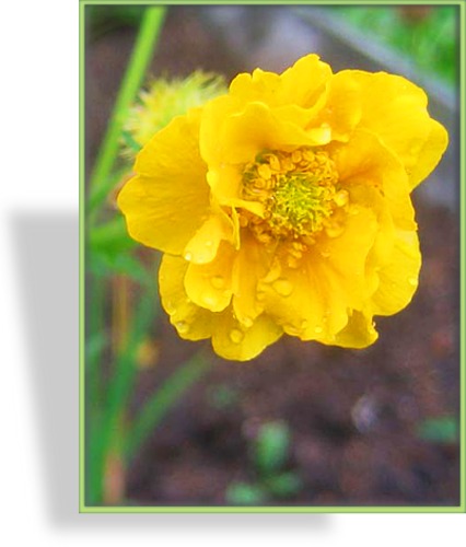 Nelkenwurz, Geum chiloense 'Goldball'