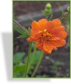 Nelkenwurz, Geum chiloense 'Prinzeß Juliana'