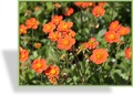 Nelkenwurz, Geum coccineum 'Borisii'