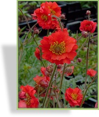 Nelkenwurz, Geum coccineum 'Rubin'