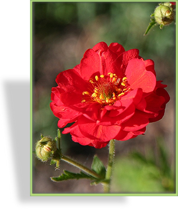 Nelkenwurz, Geum chiloense 'Feuerball'