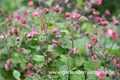 Chilenische Nelkenwurz, Geum chiloense 'Bell Bank'