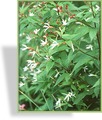 Kranzspiere, Gillenia trifoliata
