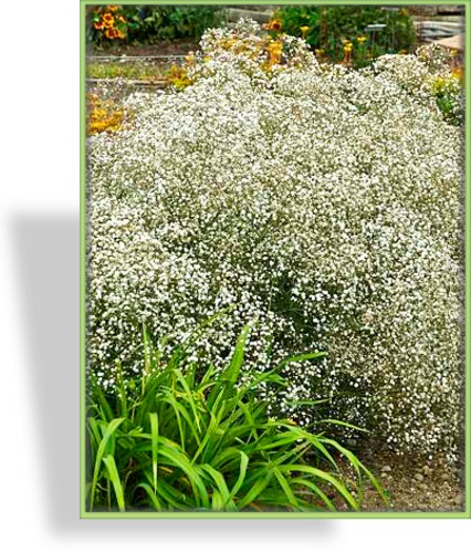 Schleierkraut, Gypsophila paniculata 'Bristol Fairy'