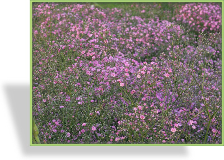 Schleierkraut, Gypsophila paniculata 'Flamingo'