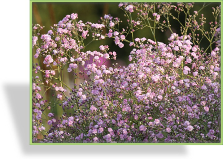 Schleierkraut, Gypsophila pacifica