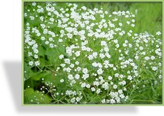 Schleierkraut, Gypsophila paniculata 'Schneeflocke'