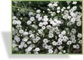 Schleierkraut, Gypsophila paniculata 'Compacta Plena'