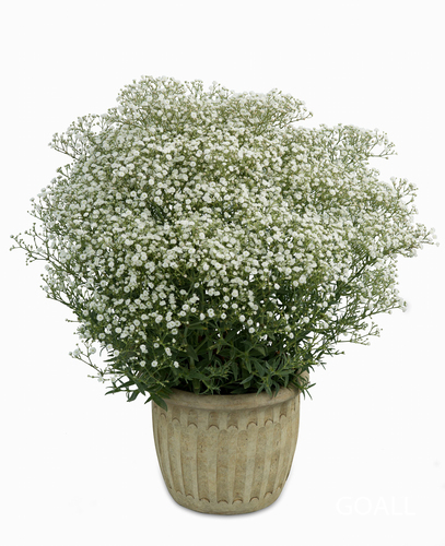 Schleierkraut, Gypsophila paniculata 'Festival White Flare'