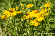 Sonnenbraut, Helenium hybride 'Herbstgold'