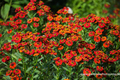 Sonnenbraut, Helenium hybride 'Ruby Charm'