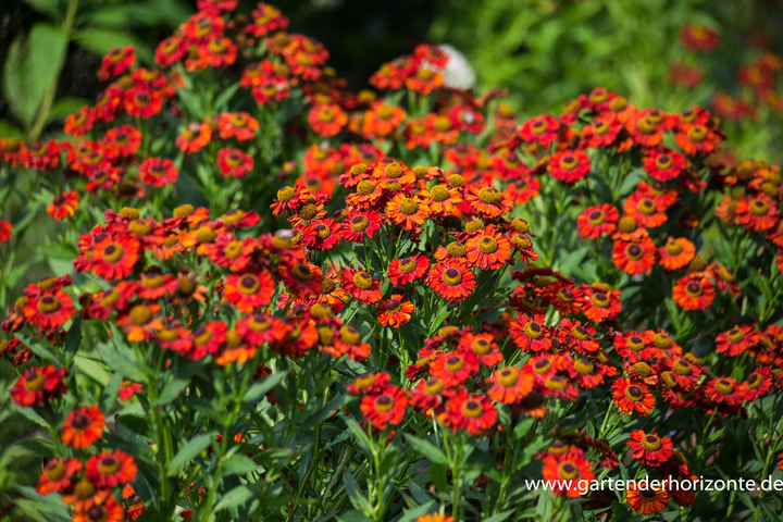 Sonnenbraut, Helenium hybride 'Ruby Charm'